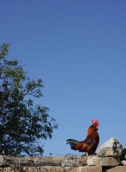 A cockerel standing proud on a wall against a blue sky. Space for text