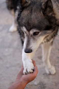 Siberian husky giving paw