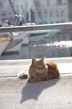 A cat relaxing on a pontoon in a harbour in bright sunlight. Sunflare in the photo
