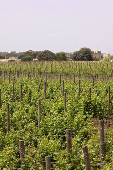 Grapes growing on a field in Malta