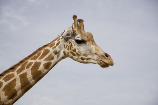 Horizontal photo of a giraff. Empty space for copy text