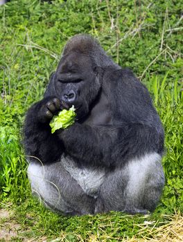 A western lowland silver back male gorilla eating vegatables sitting against a green folliage background