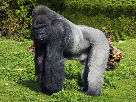 A large male silver back western lowland gorilla standing in a powerful position surveying his teratory