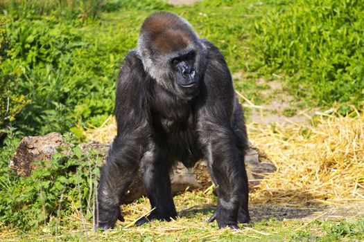 A female western lowland gorilla standing facing forward and looking to the right