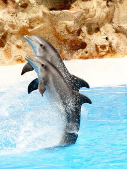 Bottlenose Dolphins performing in a show