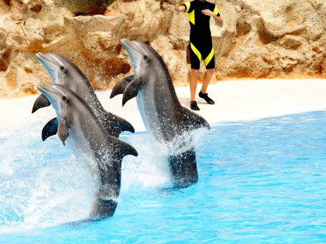 Bottlenose Dolphins preforming in a show