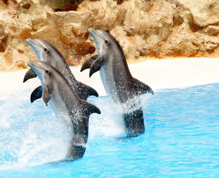 A trio of Bottlenose Dolphis preforming tail stands