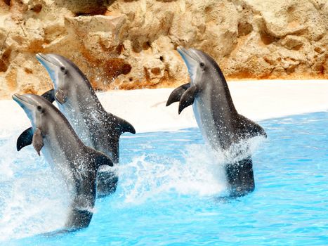 Three Bottlenose Dolphins performing tail stands