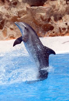 A bottlenose dolphin performing a tail stand at a show