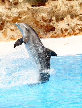 A bottlenose dolphin performing a tail stand