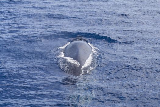 A diving Fin Whale ( Balaenoptera physalus) the second largest Animal on the planet after the Blue whale