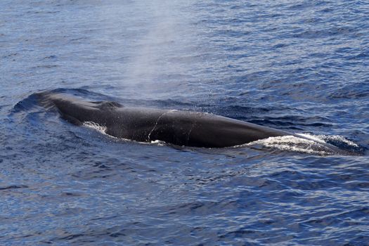 Description:


 A surfacing Fin Whale ( Balaenoptera physalus) the second largest Animal on the planet after the Blue whale