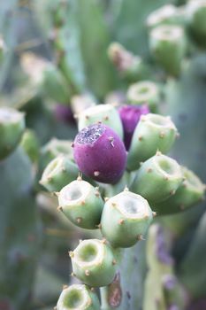 Close up of Prickly pear with fruit, so called cactus figs. 