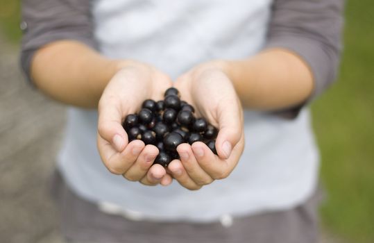 A child holding out blackcurrants in her cupped hands. Soft focus, most of the photo is out of focus