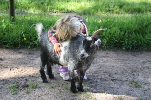 A toddler hugging a billy goat at the children's zoo
