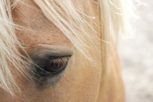 A macro shot of a horse, showing mainly its eye. Soft focus, space for text