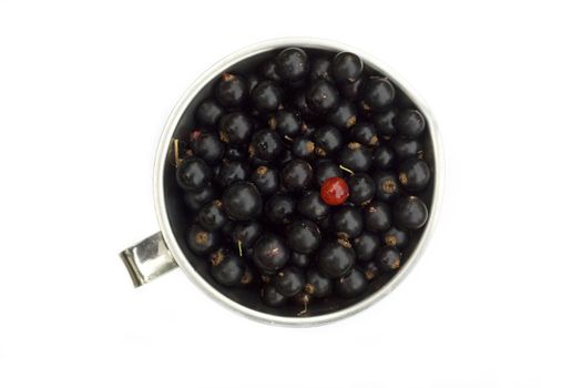 A jug full of black currants, with one red black currant sticking out. Isolated on white