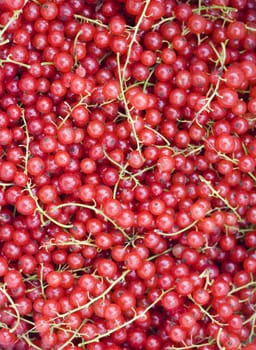 Macro shot of clusters of red currants