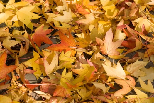 Background of yellow and orange autumn leaves in fall