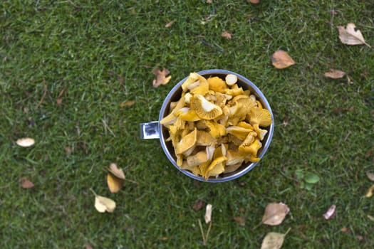A jug full of yellow muschrooms placed on a green lawn covered with autumn leaves