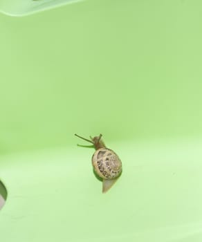 A snail  on a green chair. Space for text