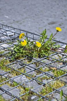 Yellow Dandelion breaks stone walls. Lust for life. Desire to live. Nature Concept.