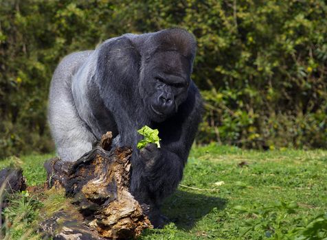 A large silver back male western lowland gorilla eating vegatation standing behind a fallen tree