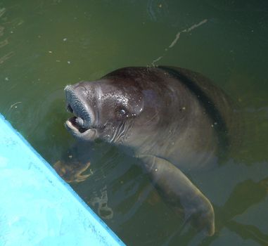 Baby manatee animal in rescue center in Peru