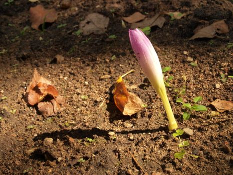 Determined autumn crocus flower sprouting on bare wet soil