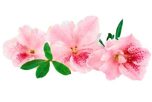Macro of bright pink azalea blooms isolated on a white background. Clipping path included.

