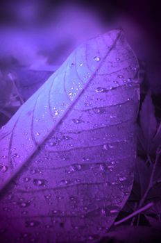 Close up on a fallen autumn leaf with droplets of thawed frost with violet light filter.