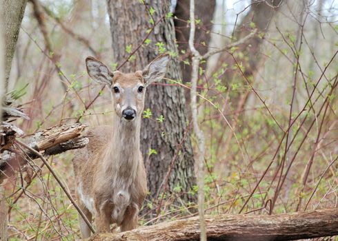A whitetail deer button buck standing in the woods.