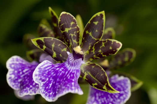 Purple and brown orchid