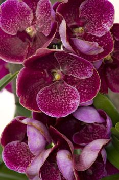 Pink orchids with green leaves background