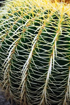 an isolated shot of Echinocactus grusonii Cactus plant