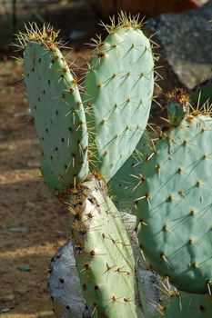 isolated shot of edible opuntia cactus plants growing