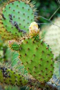 isolated shot of edible opuntia cactus plants growing