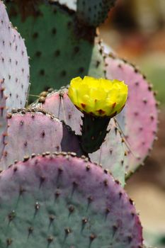 isolated shot of edible opuntia cactus plants growing