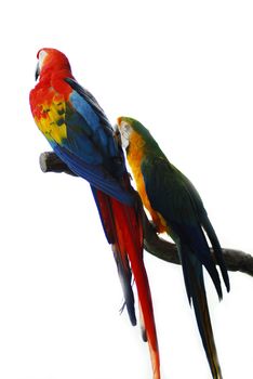 yellow green and Golden Red Macaw Bird couple