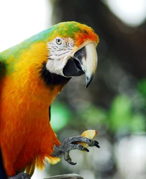 isolated shot of a green yellow macaw bird