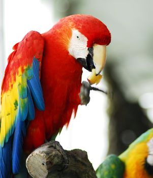 isolated closeup of Golden Red Macaw Bird