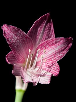 Pink and white star lily (Hippeastrum reticulatum var.striatifolium, Family: Amaryllidaceae)