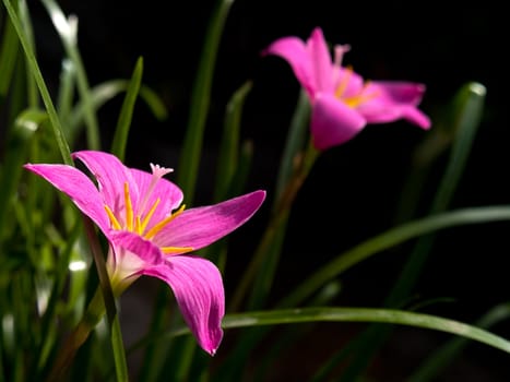 Rain Lily (Fairy Lily, Fadjar's pink, Zephyranthes rosea) blooming in rainy season