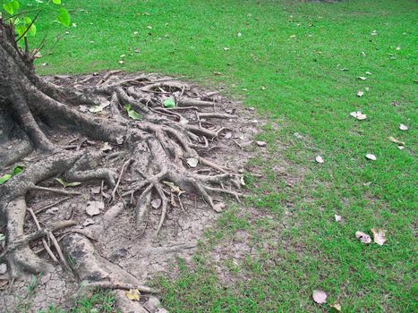 Roots branch above the ground in garden