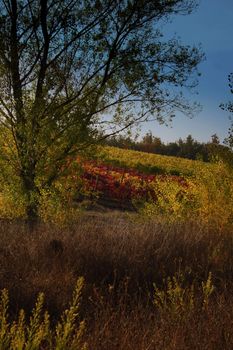 vineyard, abstract, agriculture, backgrounds, color, farmers, golf, food, grapes, green, red, autumn, leaves, life, nature, landscapes, carlo sarnacchioli, outdoor, plant, vine, vineyard, viticulture, wine cellar, Italy, Tuscany, countryside, ecotourism,