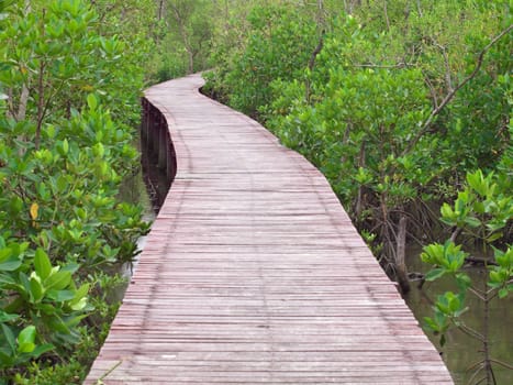 Boardwalk through the mangrove forest in Laem Phak Bia, Ban Laem, Phetchaburi, Thailand