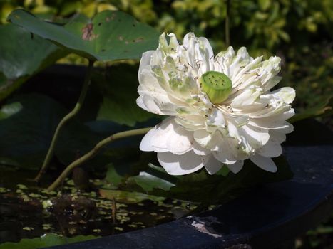 White lotus flower blossom among pink lotus with lotus foliage