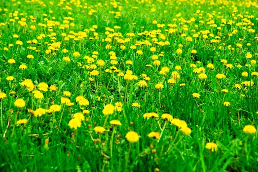 Meadow of dandelions in the spring