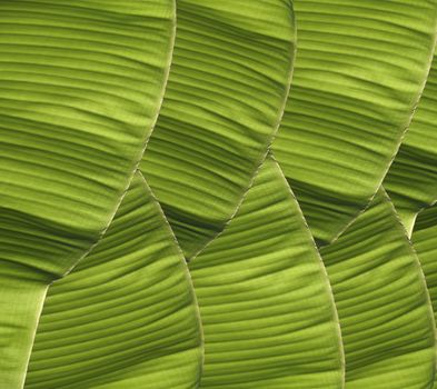 Row of banana foliage with closeup texture detail