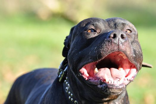 Close-up of abigl dog mouth wide open  with blurred background